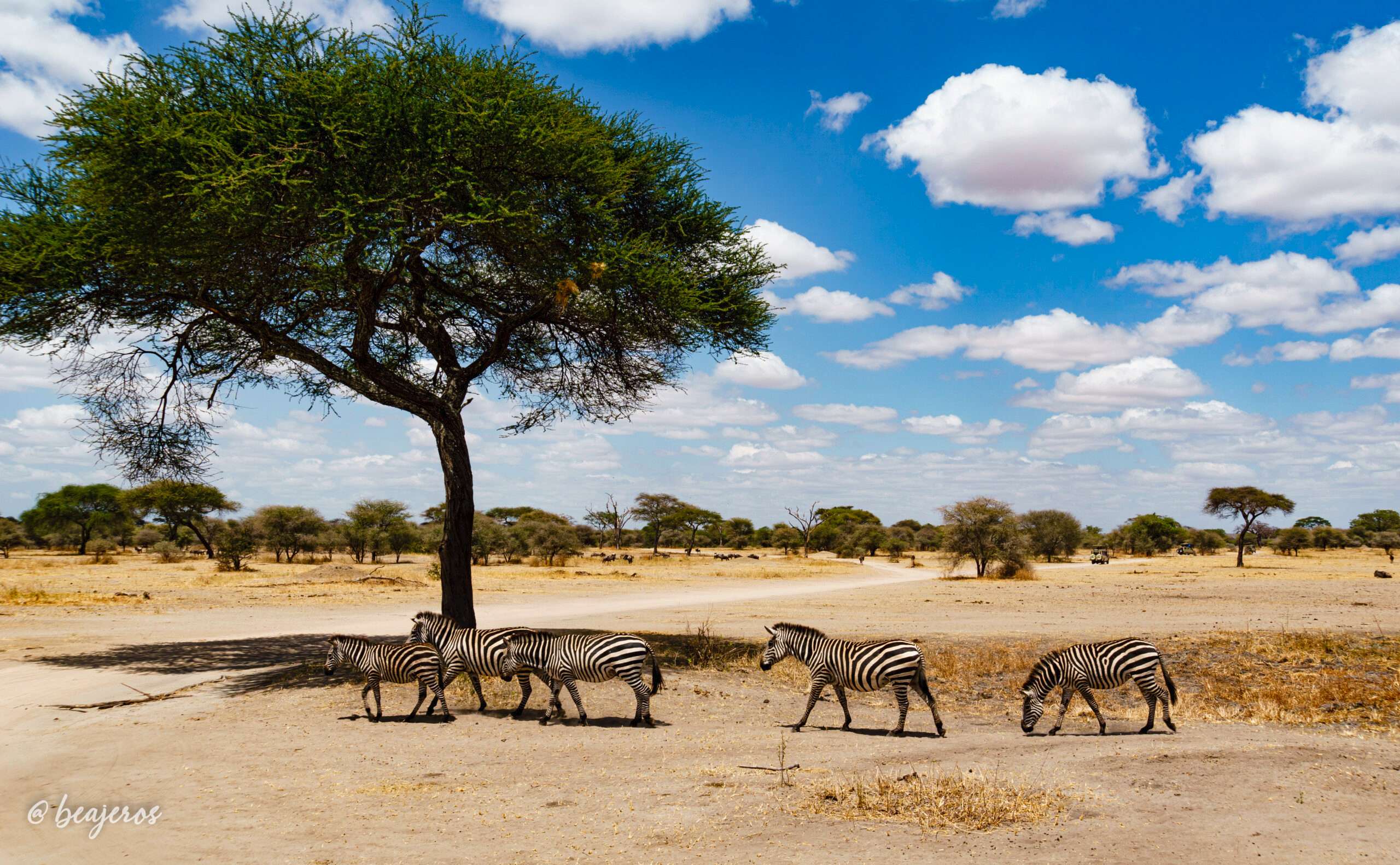 Cómo organizar un safari en Tanzania